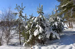 Miškų tarnyba perspėja apie sniegalaužas – dėl sniego ir ledo lūžtančius medžius