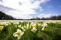 Alytiškės: „Į Druskininkus žydint narcizams važiuojame kasmet“