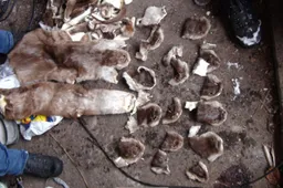 Sodyboje aptikta žala gamtai gali siekti apie pusšimtį tūkstančių eurų