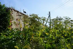 Sosnovskio „slibinams“ nukirto galvas