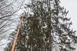 Varnalizdžiai Alytaus mieste jau ardomi, vėliau paukščius baidys garsais