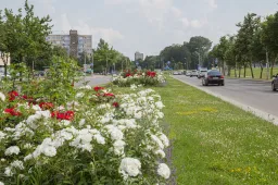 Alytus žydi: pasodinta tūkstančiai naujų gėlių