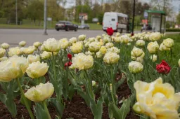 Kviečia dalyvauti Alytaus aplinkos tvarkymo konkurse