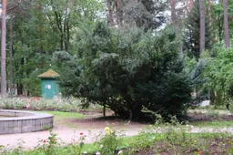 Aplinkosaugos darbai: apgenėtas kukmedis ir sutvirtinta liepos laja