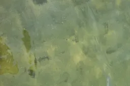 Kas kandžioja besimaudančius Dzūkų jūroje?