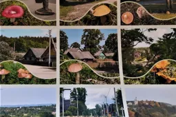 Nematerialaus kultūros paveldo vertybių sąvadą papildė šilinių dzūkų grybavimo tradicijos