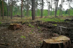 Apribotas lankymasis miškuose rajone