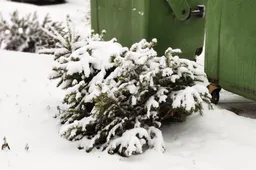 Kalėdų eglutė: gražiai buvo puošta, tegu nebus bet kaip išmesta