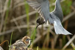 Seime – pataisos dėl žvejybos bei medžioklės Žuvinto rezervate draudimo