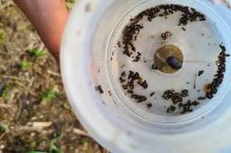 Punios šile – kenkėjai: žievėgraužis tipografas bus stabdomas kertant jo naikinamas egles