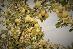 Paskelbta „Dzūkų turtų“ mugės miesto kiemelio tema