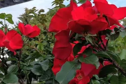 Alytų puoš tūkstančiai gėlių