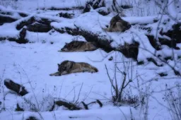 Medžiojamų gyvūnų padaryta žala bus nustatoma tiksliau