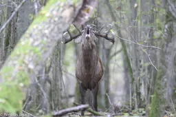 Punios šilas – vienintelis gamtinis Lietuvos rezervatas tikrame miške, visi kiti – pelkėse