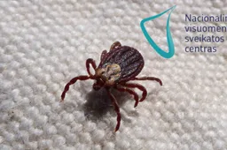 Nuo rudens skiepai nuo erkinio encefalito – nemokami visiems 50–55 metų gyventojams