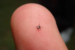 Erkės. Kur Lietuvoje jos aktyviausios?