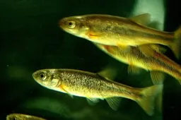 Nykstančios – 7 žuvų rūšys: viena Lietuvoje aptinkama tik ežerėlyje netoli Alytaus