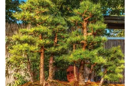 Afganistane kariavęs alytiškis ramybę surado sklype Ramybės gatvėje