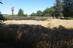 Gaisras javų lauke vos nesunaikino sodybos su ferma