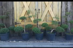 Vagys iš medelyno pasisavino dekoratyvinių augalų