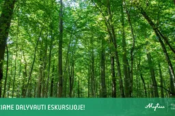 Kviečia į ekskursiją po Vidzgirio botaninį draustinį