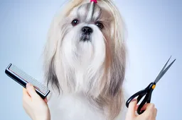 Gyvūnų kirpyklos – būtina paslauga