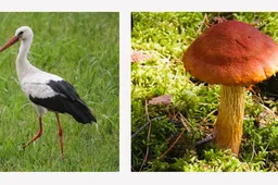 Išrinktos lietuviškos gamtos rūšys, į kurias privalome atkreipti dėmesį