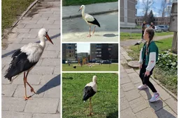 Gamtininko komentaras apie gandrus mieste