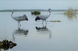 Pirmosios gervių poros balsai Žuvinte suskambo per Šv. Valentiną