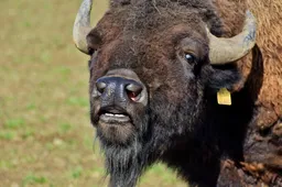 Dėl stumbrų uždaromas eismas iki Lynežerio – Marcinkonių sankryžos