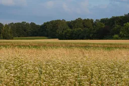 Greitas sprendimas sklypo pirkimui: kaip padeda trumpalaikė paskola