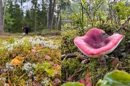 Rugpjūčio pradžioje vyraus vyraus šilti ir drėgni orai