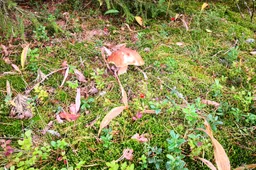 Padaugėjo apsinuodijimų grybais ir augalais: kaip padėti nukentėjusiam asmeniui?