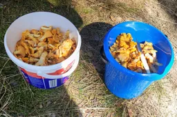 Voveraičių verslą trikdo infliacija, sankcijos Rusijai ir Baltarusijai