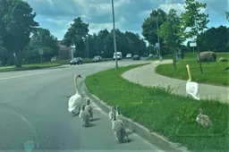 Į žiedinę sankryžą „pasižmonėti“ įšėjusią gulbių šeimynėlę palydėjo pareigūnai