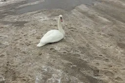 Kam Alytuje rūpi nusilpę gyvūnai?