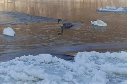 Nemune ties Alytumi be tėvų likęs gulbiukas turi galimybių išgyventi
