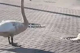 Gulbės Alytaus Gulbynėje jau negyvena, paukščiai mieste ieško naujų vietų