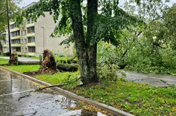 Kokius audros nuverstus medžius patiems galima tvarkyti privačiame ir valstybiniame sklype?