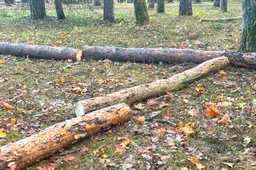 Alytaus miesto savivaldybės valdomuose miškuose atliekami sanitariniai atrankiniai kirtimai