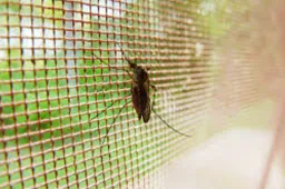 Apsauga nuo uodų namams – tinkleliai