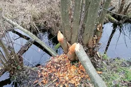 Bebrai gadina melioracijos įrenginius