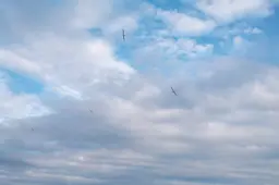 Alytaus aerodrome leidosi sklandytojai iš Anglijos, Čekijos, Prancūzijos, Vokietijos ir Lietuvos (NUOTRAUKOS)