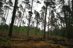 Pirmi grybai Dzūkijoje atsiras vėliau, miško uogų – mažiau