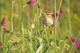 Po kelių nepalankių sezonų – giedančių nendrinukių prieauglis Žuvinte