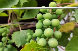 Lietuvoje galės veikti smulkieji sidro ir vynuogių vyno gamintojai