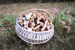 Kodėl Dzūkai Lietuvoje tituluojami Grybų Karaliais?