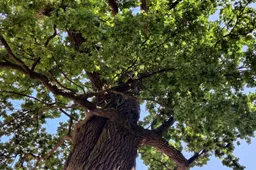 Vieni dzūkų miškai iš valstybinės reikšmės sąrašo išbraukti, kiti priskirti