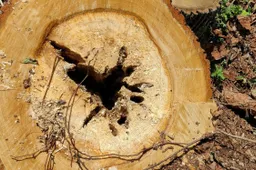 Pigiausią šildymo sezoną Lietuvoje pakeitė brangiausias, paguoda dzūkams: už biokurą suvalkiečiai moka daugiau