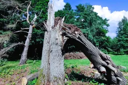 Nustatė, kada didžiausia tikimybė būti nutrenktam žaibo